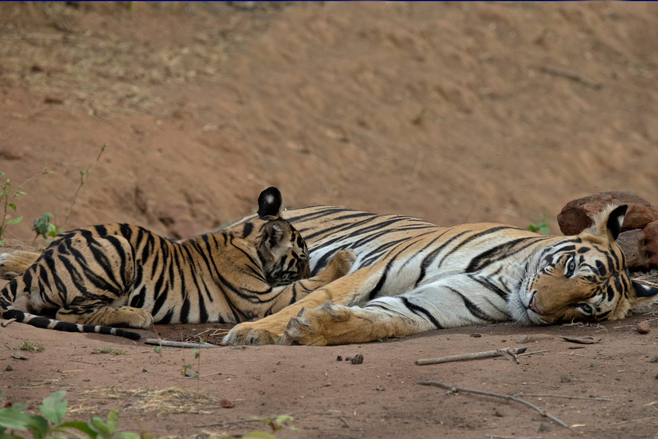 Flora at Bandhavgarh Tiger Reserve
