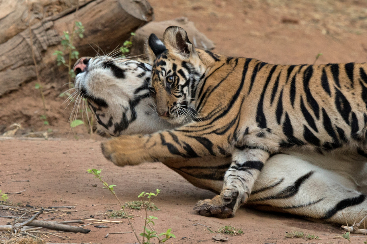 Fauna at Bandhavgarh Tiger Reserve