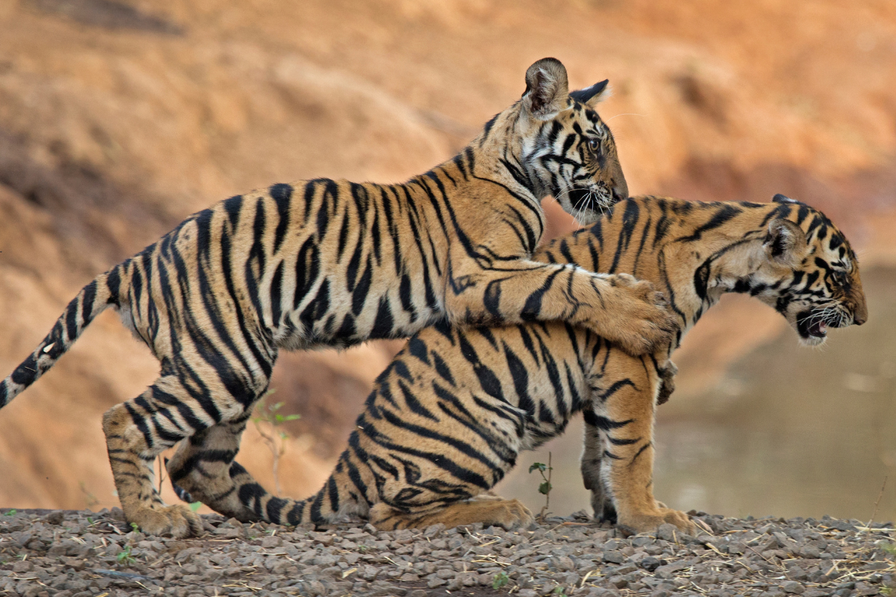 Bandhavgarh Tiger Reserve Map