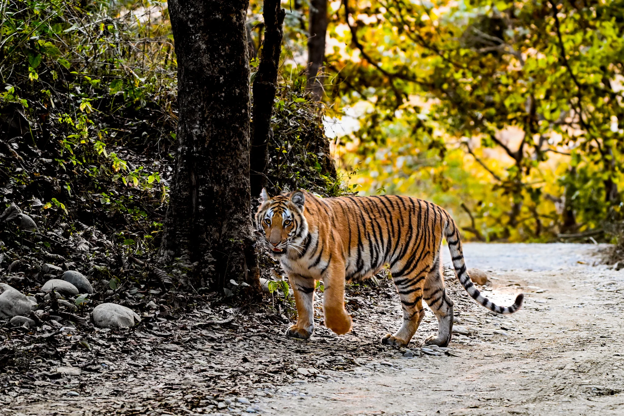 Corbett Tiger Reserve Map