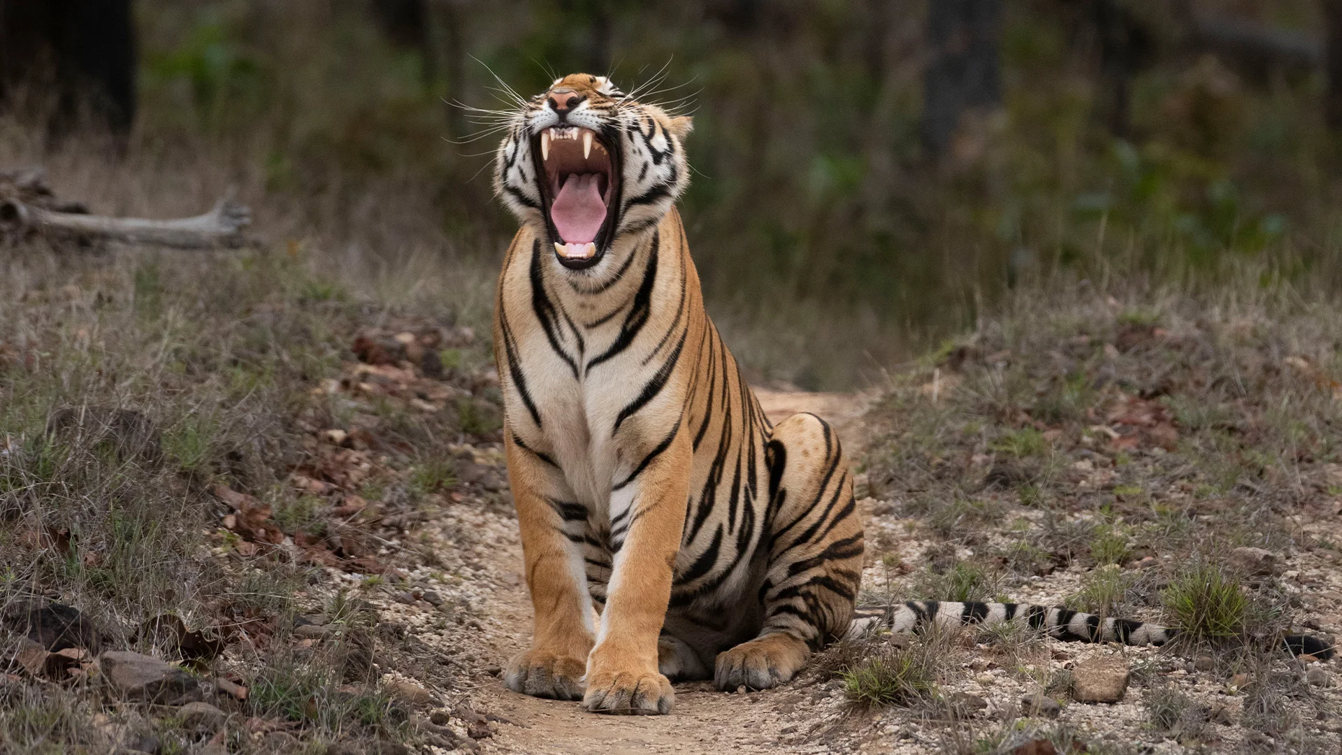 Satpura Tiger Reserve Map