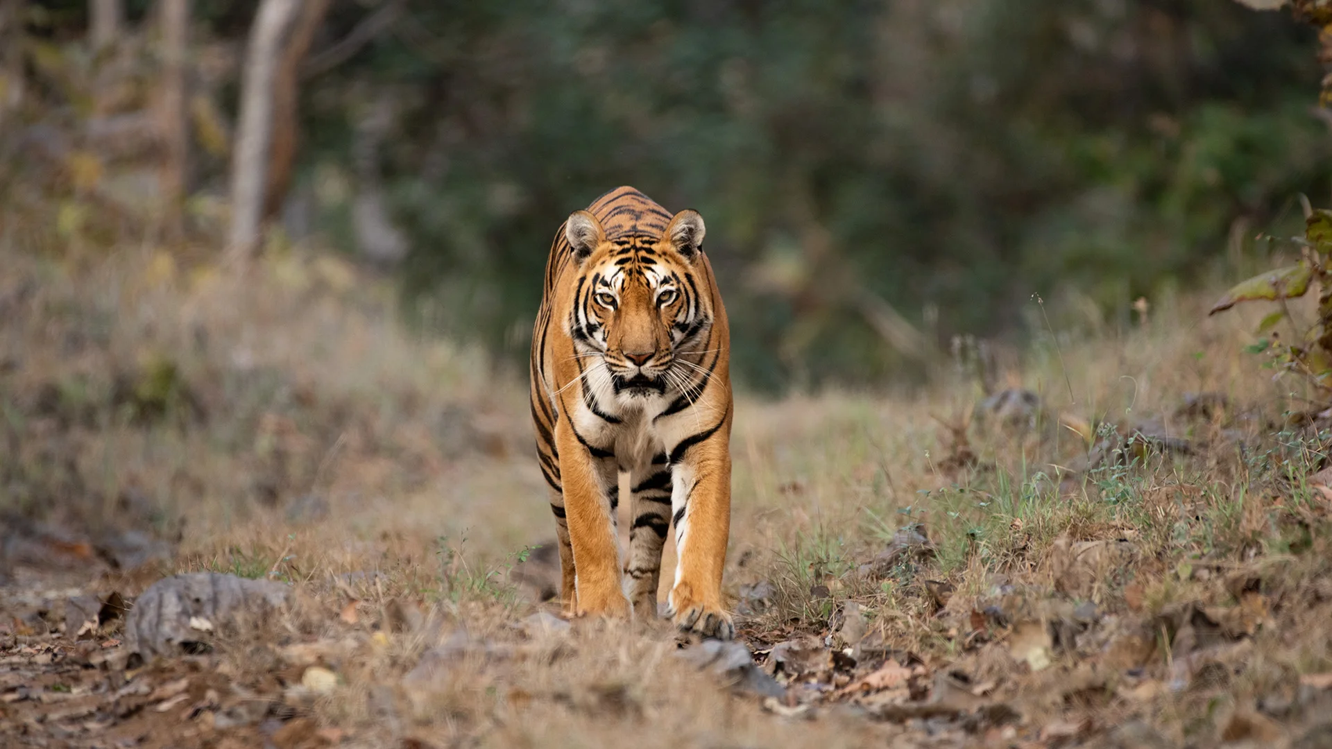 Fauna at Satpura Tiger Reserve