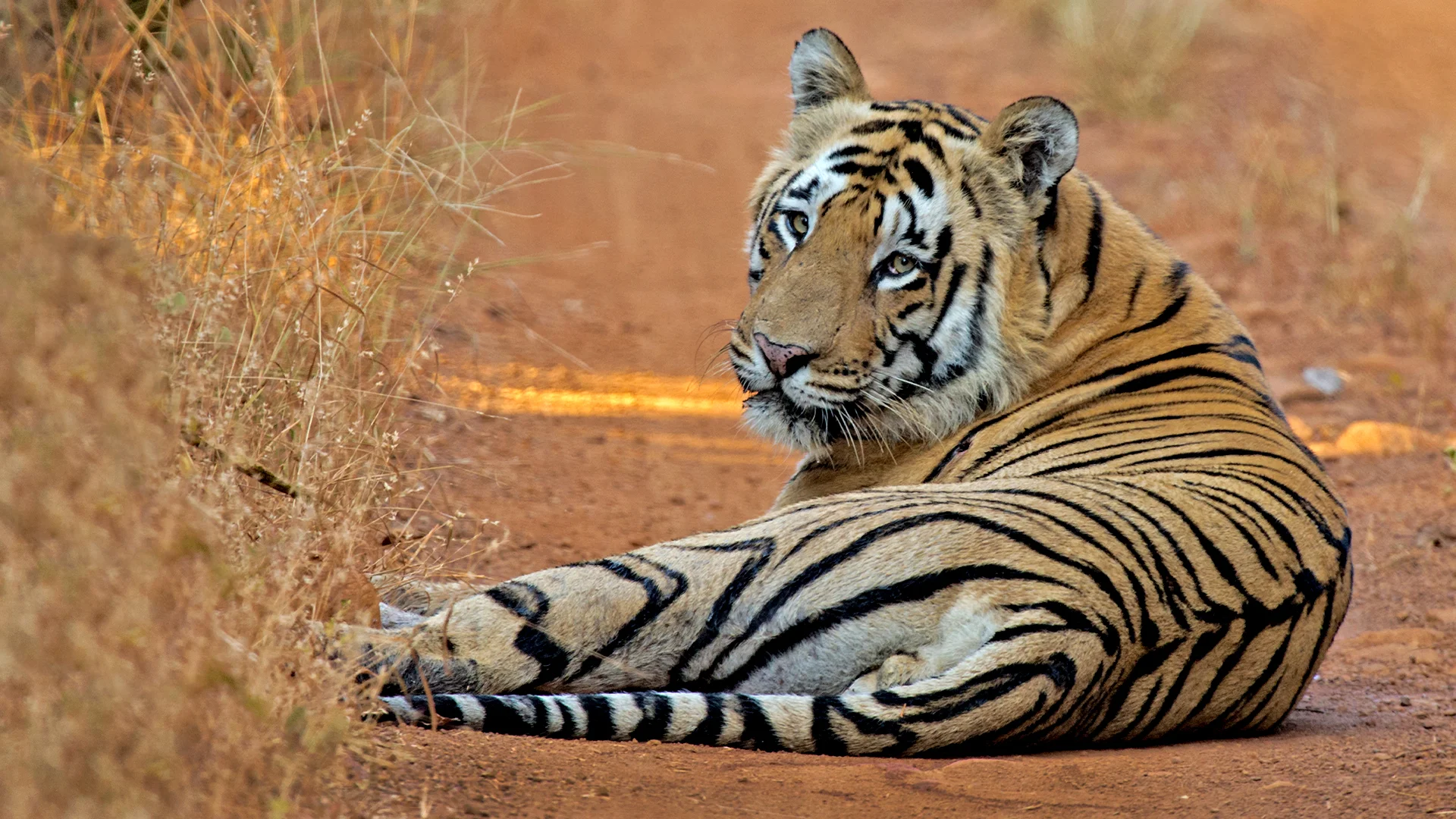 Fauna at Tadoba Tiger Reserve