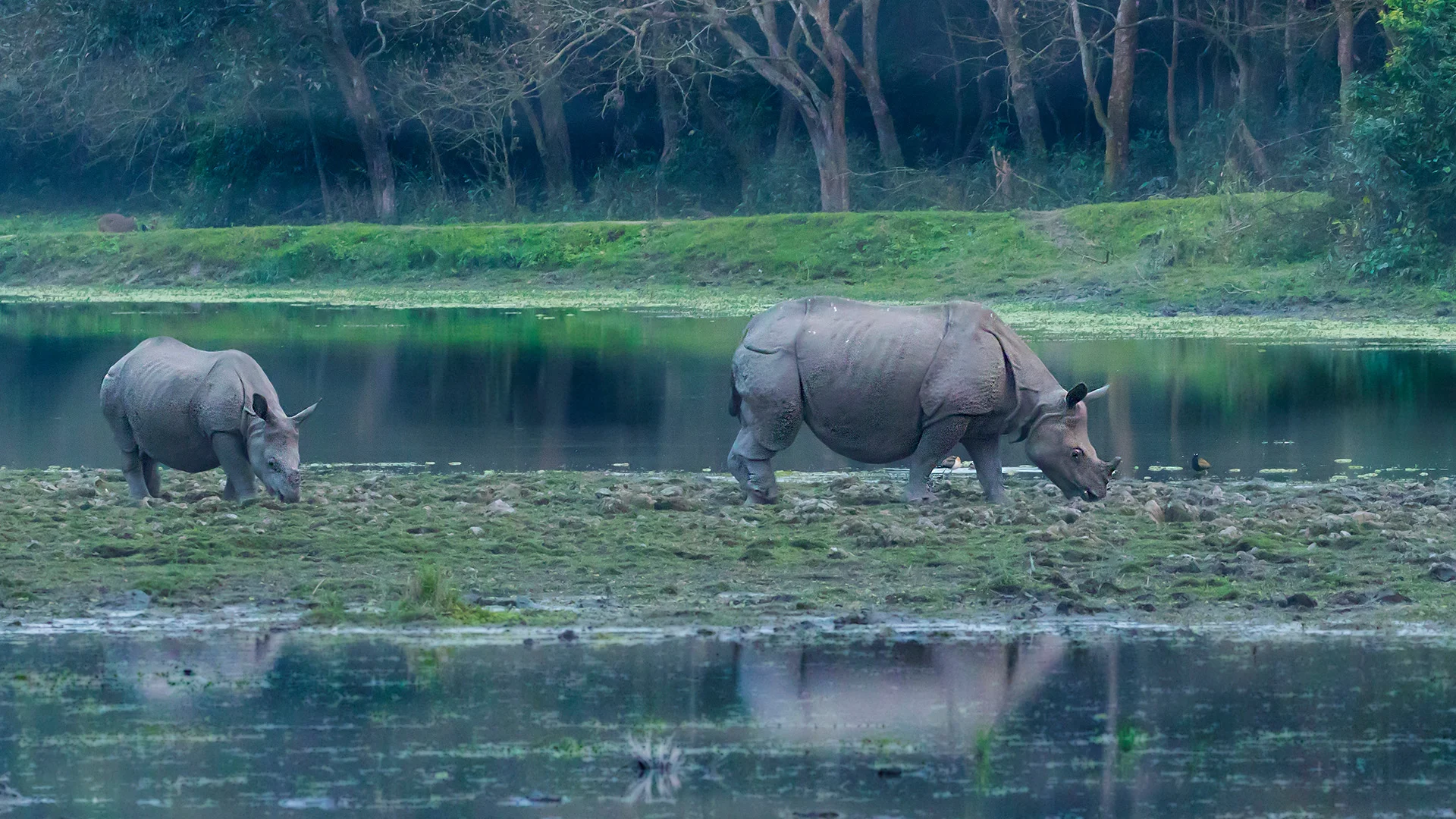 Kaziranga Tiger Reserve Map