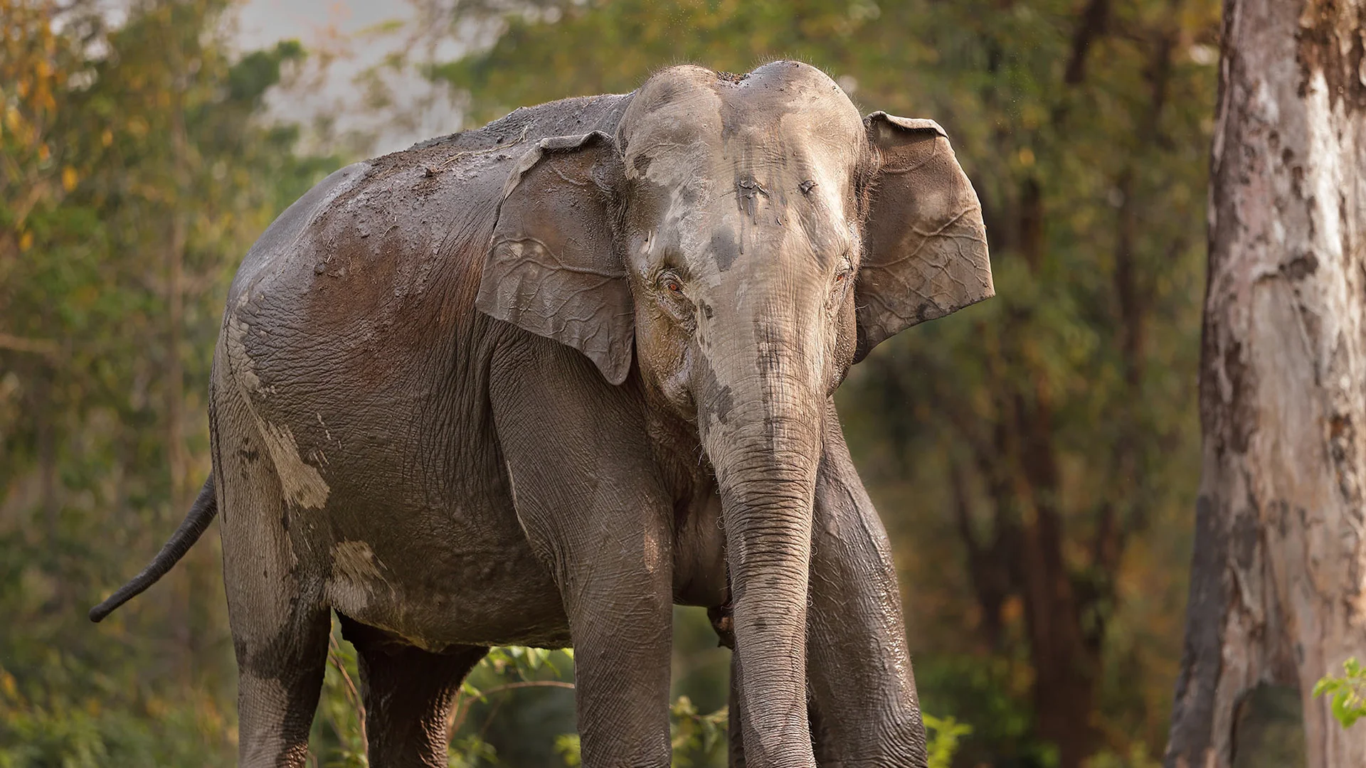 Fauna at Kaziranga Tiger Reserve
