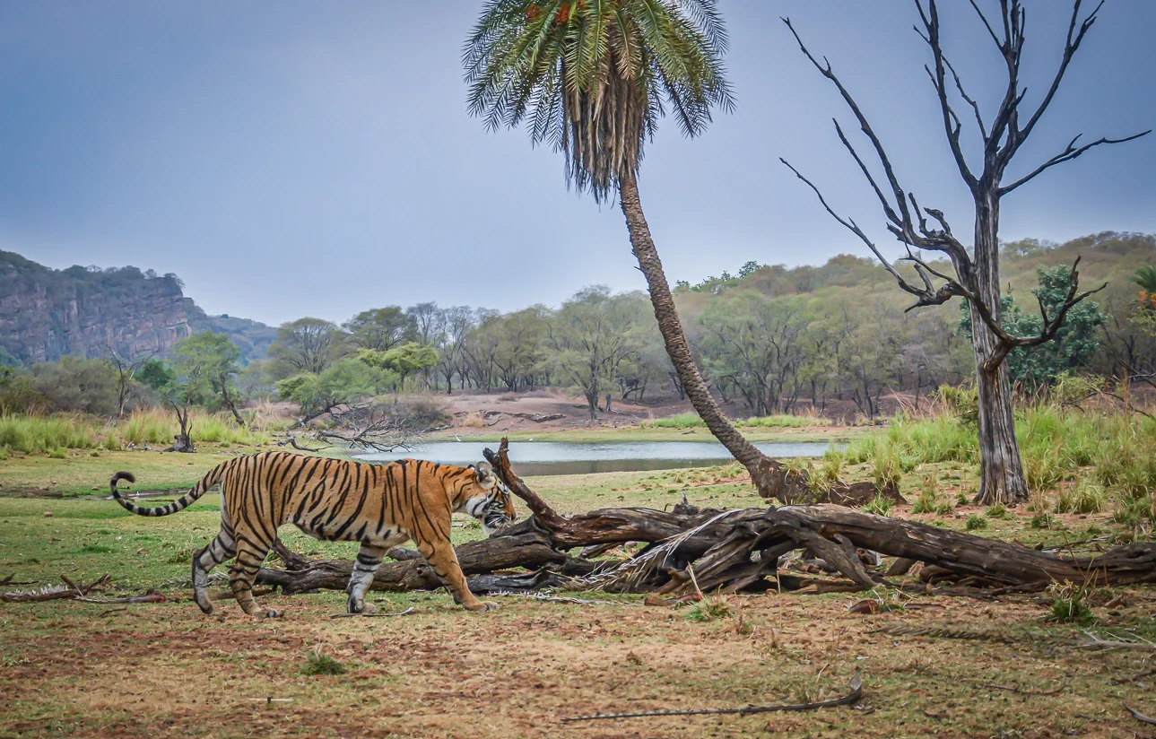 Safari Type 3