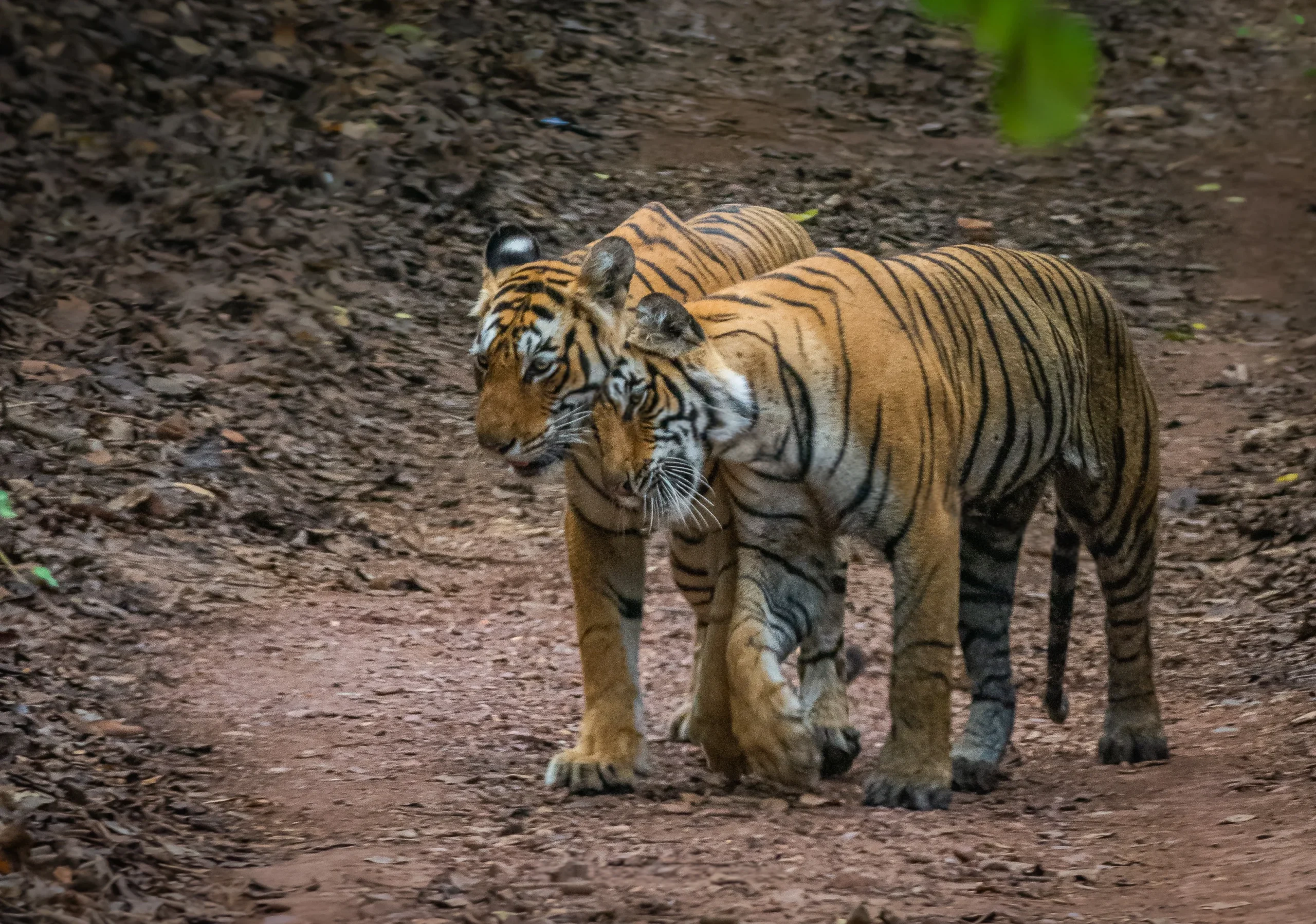 Fauna at Rathom Bar national park