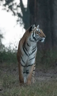 Corbett-Pkg-3