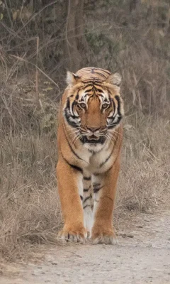 Corbett-Pkg-4
